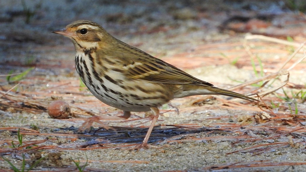 DSCN8223：ビンズイ