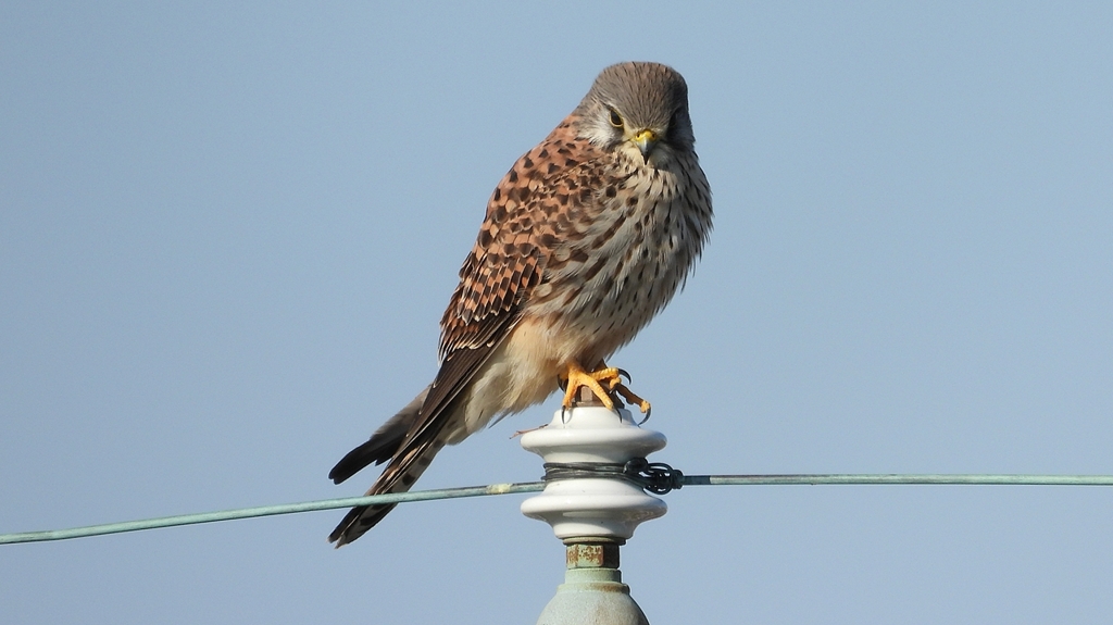 DSCN6550：チョウゲンボウ