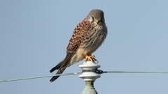 DSCN6550：チョウゲンボウ