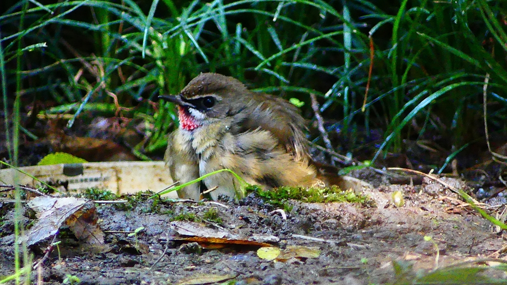 P2310654：ノゴマ（オス