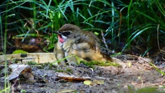 P2310654：ノゴマ（オス