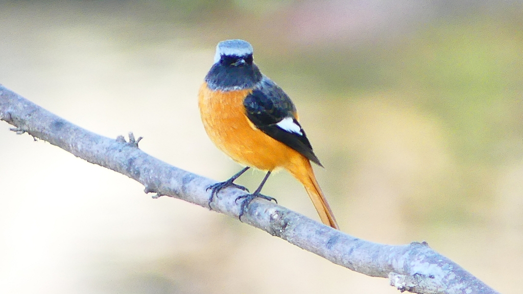 P2330036：ジョウビタキ（オス）