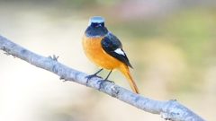 P2330036：ジョウビタキ（オス）