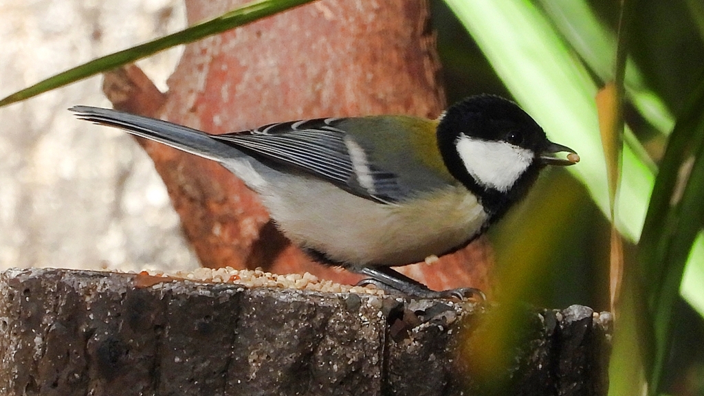 DSCN0269：シジュウカラ