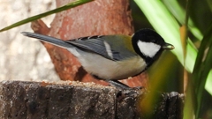 DSCN0269：シジュウカラ