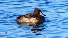 P2380344：キンクロハジロ（メス）