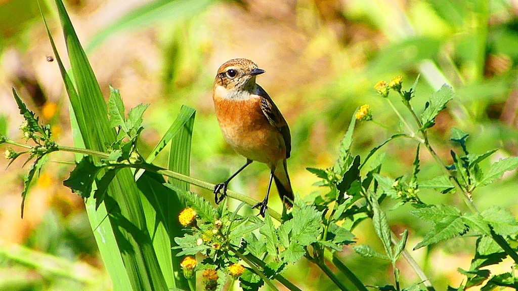 P2300245：ノビタキ