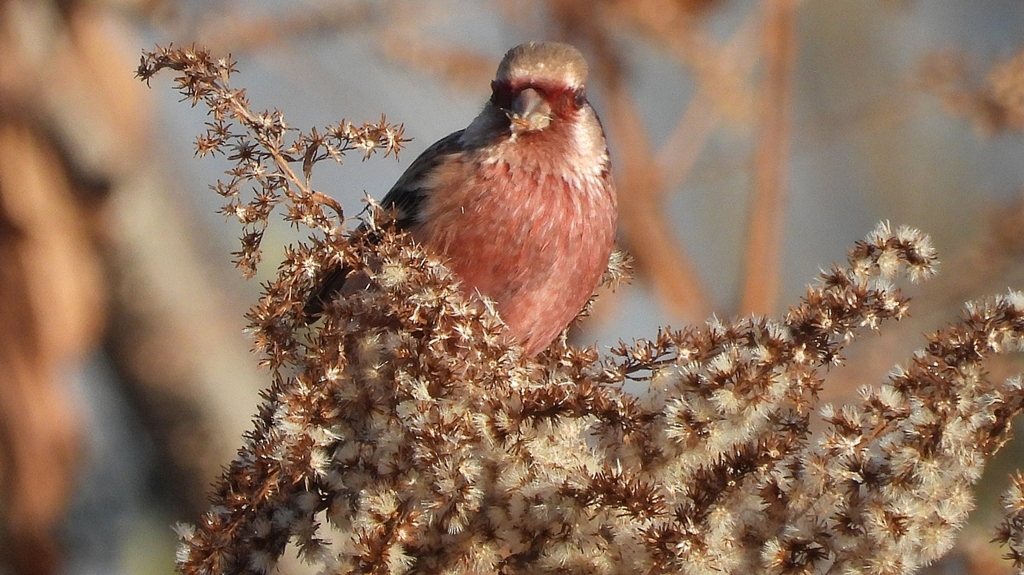 DSCN0973：ベニマシコ（オス）