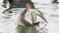 DSCN0655：オカヨシガモ