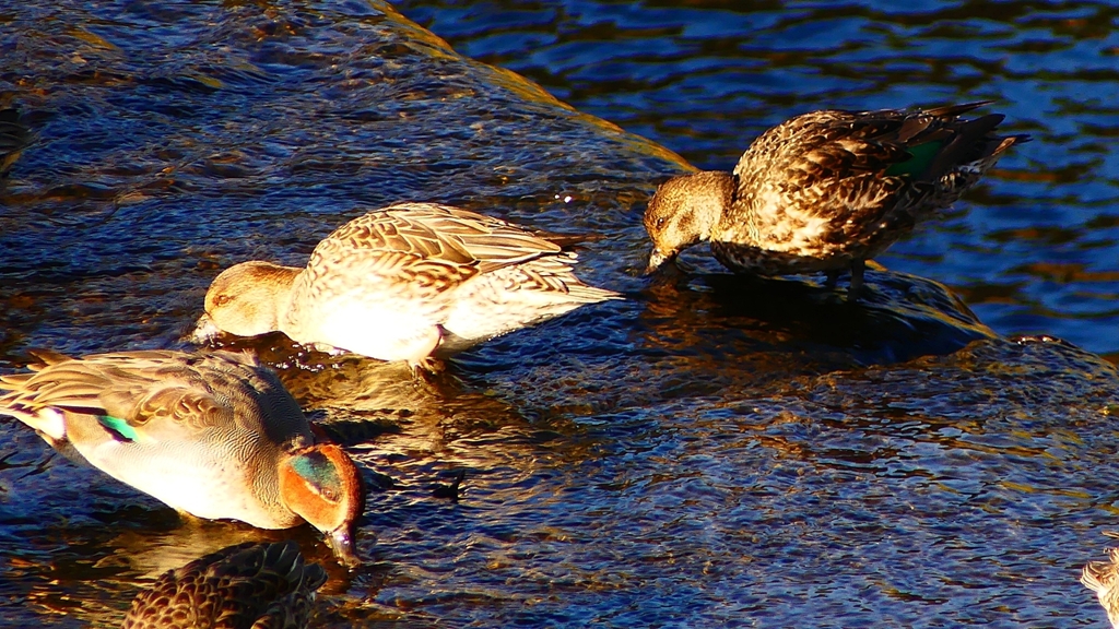 P2400204：コガモ