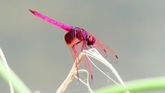 P2280225：ベニトンボ（オス）