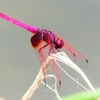 P2280225：ベニトンボ（オス）