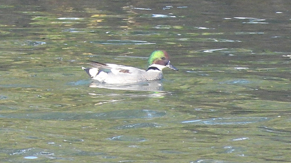 DSCN0796：ヨシガモ（オス）