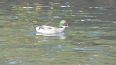 DSCN0796：ヨシガモ（オス）