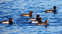 P2380100：キンクロハジロ