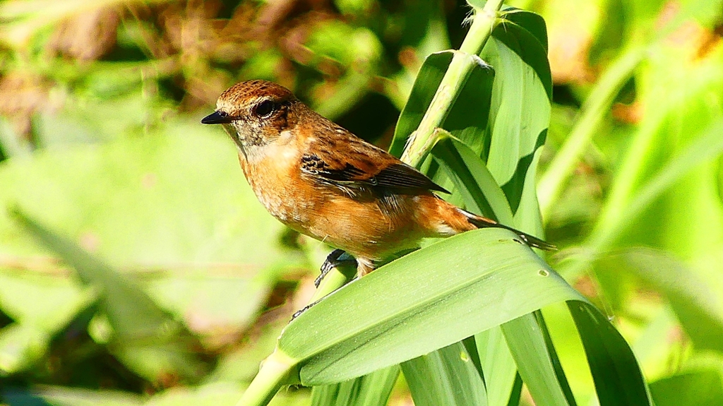 P2300347：ノビタキ