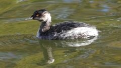DSCN0248：ハジロカイツブリ