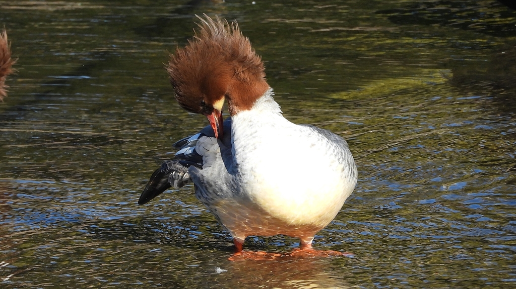 DSCN1743：カワアイサ（メス）