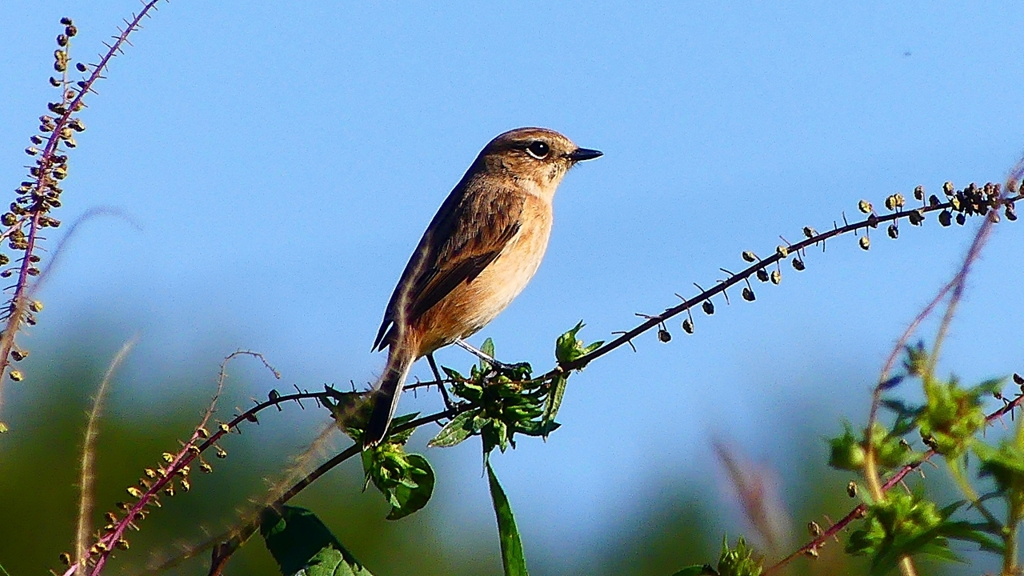 P2310799：ノビタキ