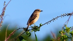 P2310799：ノビタキ