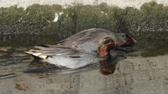 DSCN9811：コガモ（オス）