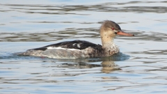 DSCN4459：ウミアイサ（オス）