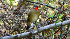 P2300916：ノゴマ（オス）