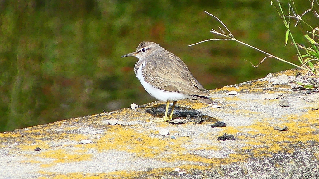 P2350068：イソシギ