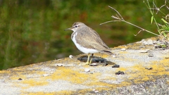 P2350068：イソシギ