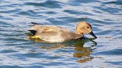 P2410549：オカヨシガモ