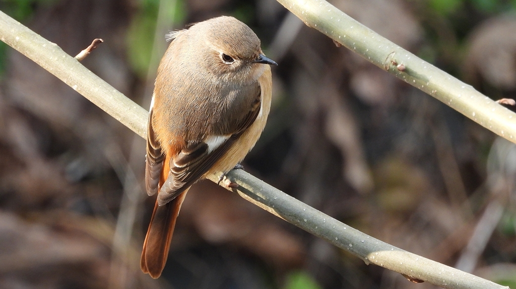 DSCN7639：ジョウビタキ（メス）
