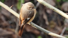 DSCN7639：ジョウビタキ（メス）