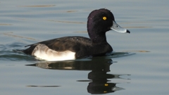 DSCN4176：キンクロハジロ（オス）