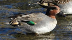 DSCN1724：コガモ（オス）