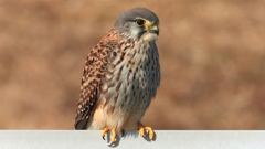 DSCN6705：チョウゲンボウ