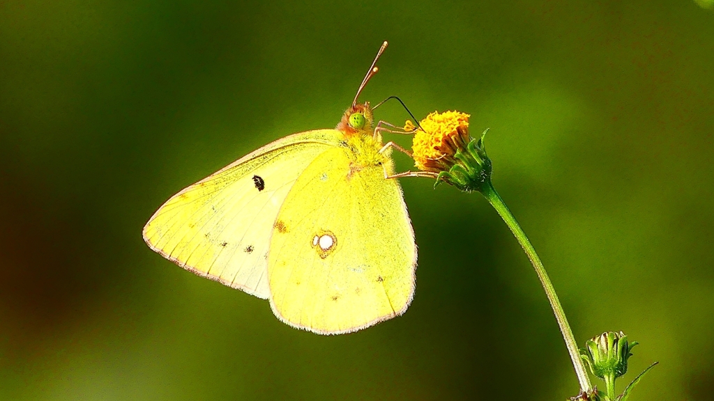 P2350813：モンキチョウ