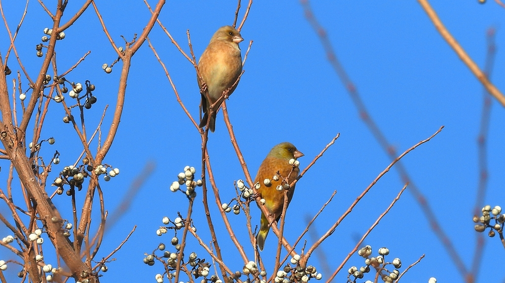 DSCN6531：カワラヒワ