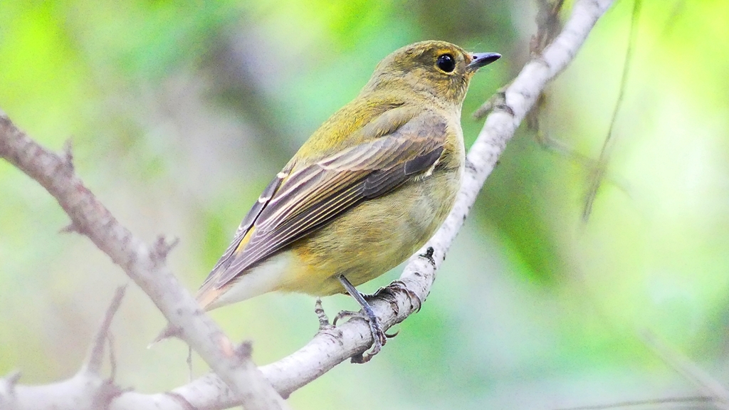 P2320369：キビタキ（メス）