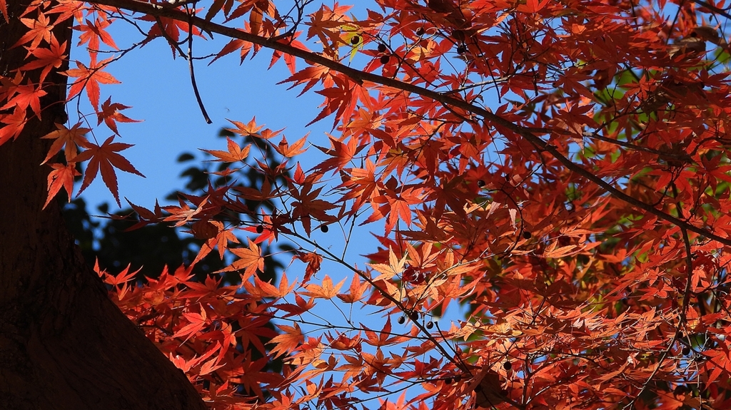 DSCN1323：紅葉