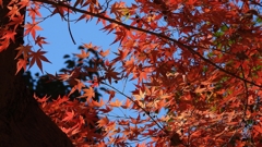 DSCN1323：紅葉