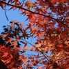 DSCN1323：紅葉