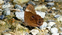 P2260569：クロヒカゲ