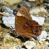 P2260569：クロヒカゲ