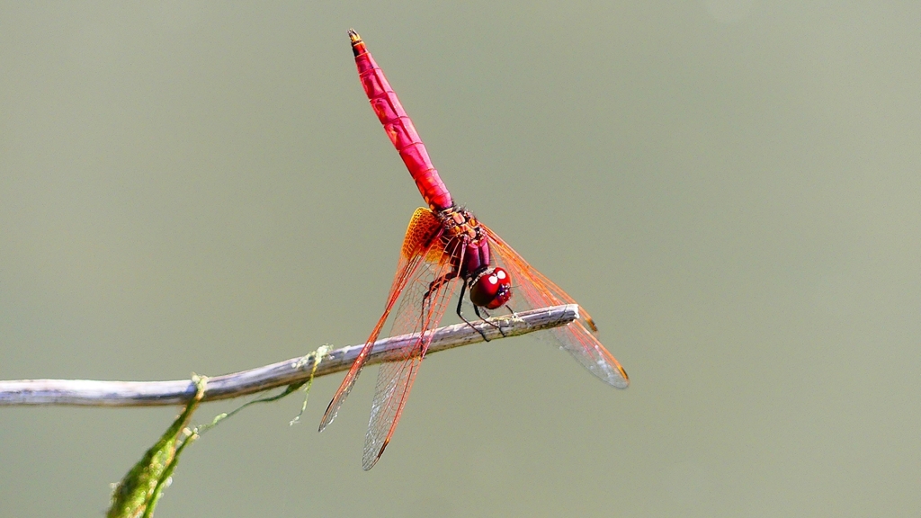 P2300737：ベニトンボ（オス）