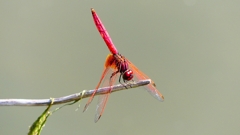 P2300737：ベニトンボ（オス）