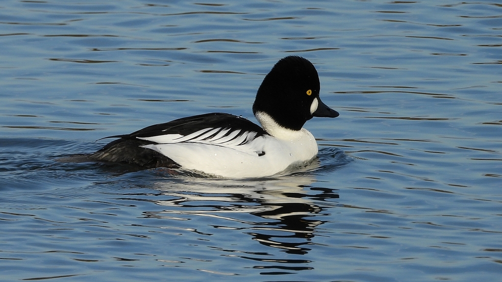 DSCN2539：ホオジロガモ（オス）