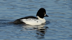 DSCN2539：ホオジロガモ（オス）