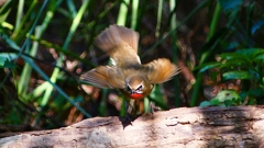 P2310105：ノゴマ（オス