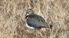 DSCN2751：タゲリ