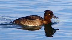 P2360593：キンクロハジロ